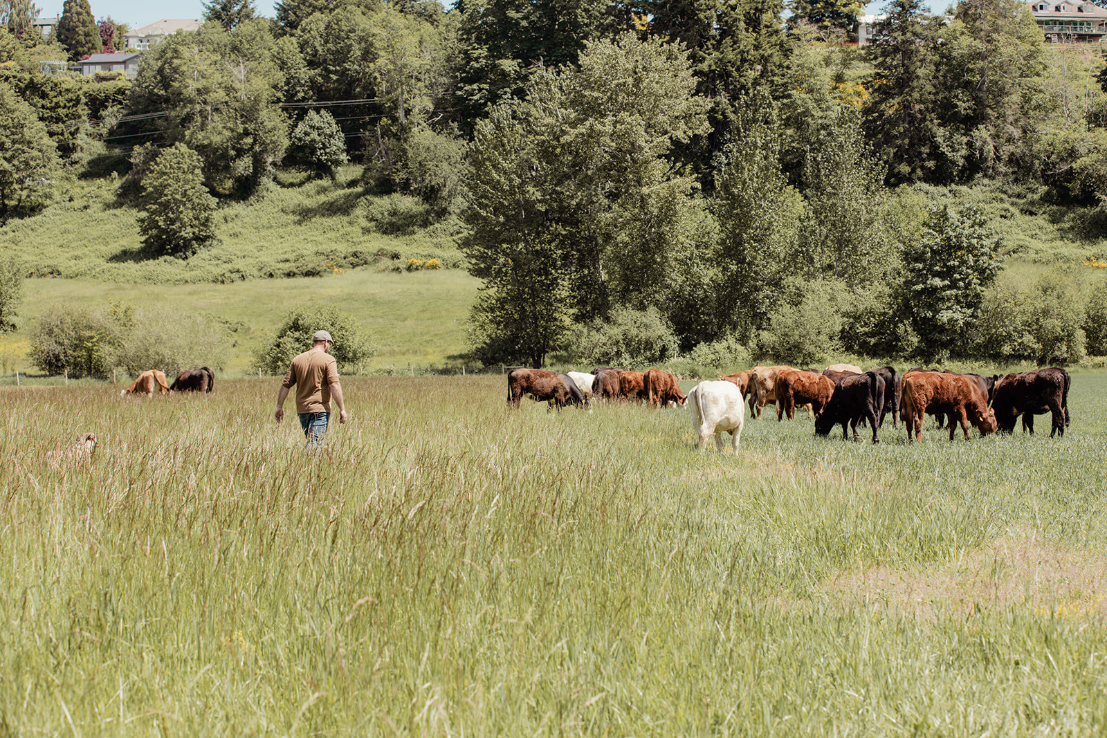 Old Meadows Heritage Farm